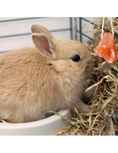 Bloque de Sal Himalaya y Juguetes de Lufa para Conejos - 4 Pcs