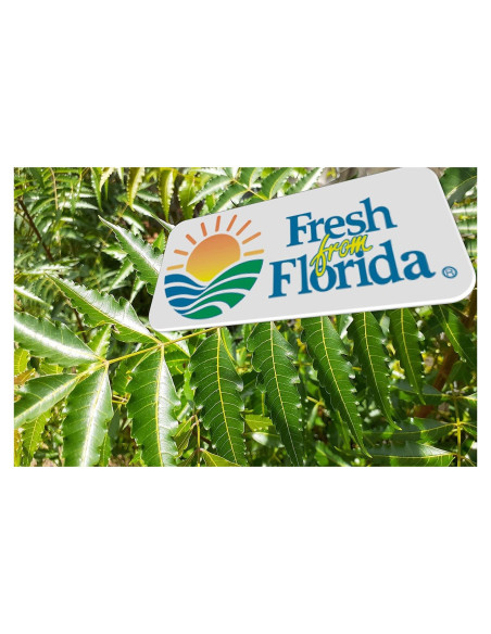 Hojas de Neem Frescas Orgánicas Hilltop Fresh 28.35 g