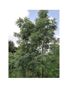 Hojas de Neem Frescas Orgánicas Hilltop Fresh 28.35 g 2