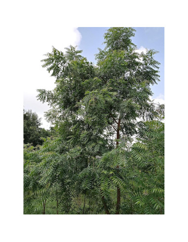 Hojas de Neem Frescas Orgánicas Hilltop Fresh 28.35 g