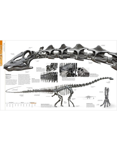 Dinosaurios y la vida en la prehistoria (Dinosaurs and Prehistoric Life) (DK Definitive Visual Encyclopedias) (Spanish Edition)