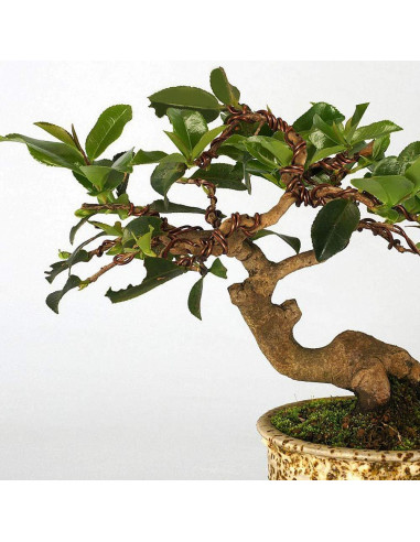 Juego de Herramientas para Bonsai Messar - Alambre de Aluminio 30m y 20 Almohadillas