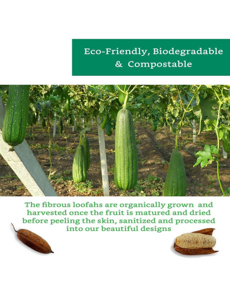 Esponjas Exfoliantes de Lufa Natural - Paquete de 3 - Biodegradables