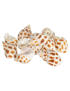 Conchas de Cangrejo Ermitaño Nautical Crush Trading - 12 Unidades 1.9-5.1 cm