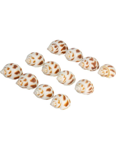 Conchas de Cangrejo Ermitaño Nautical Crush Trading - 12 Unidades 1.9-5.1 cm