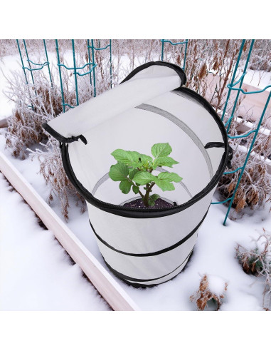 Cubierta de Planta Invierno 2 Pcs Pop Up 50.8x30.5cm PURPLE STAR