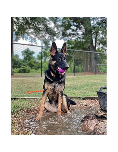 Pelotas Chew King para Perros 6.35 cm Caucho Natural 8 Unidades