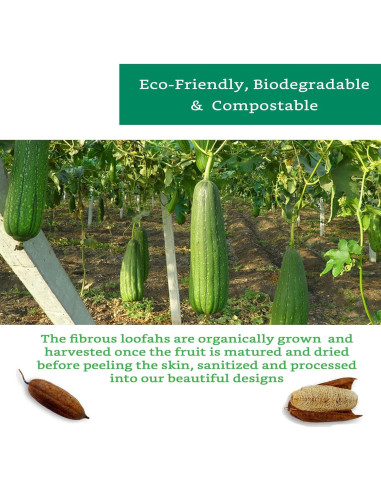 Rodajas de Lufa Natural para Jabón - 20 Piezas - Sostenible