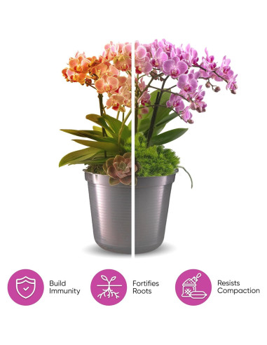 Mezcla para Macetas de Orquídeas Molly 10 Cuartos Sin Suelo