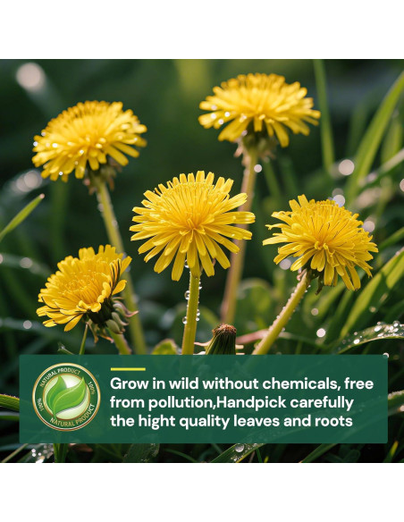 Té Herbal Solisleaf de Diente de León - 50 Bolsitas 2g