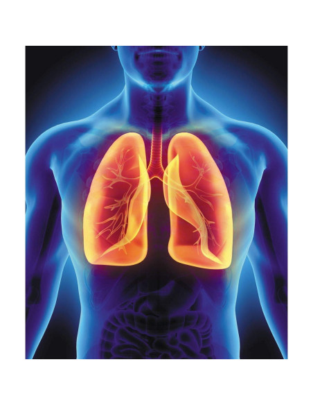 Té Inmunológico Orgánico Swan Life Essentials 28 Bolsitas