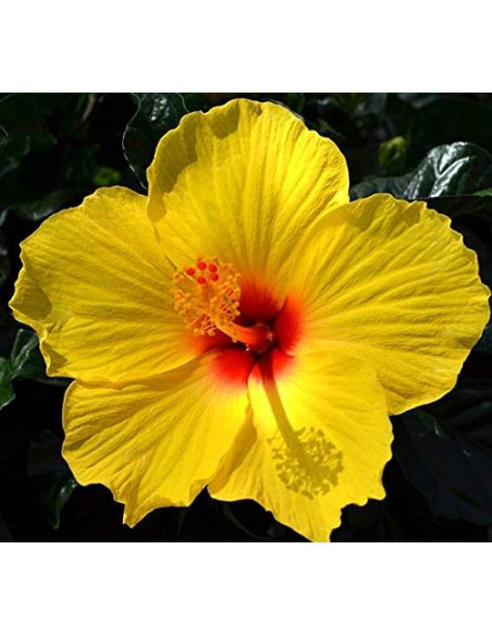 Té Inmunológico Orgánico Swan Life Essentials 28 Bolsitas