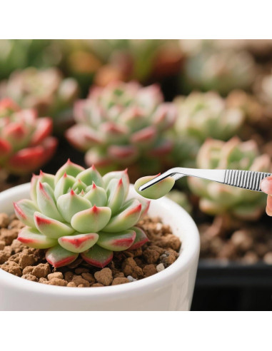 Juego de 3 Pinzas de Acero Inoxidable Tinoaly 16cm para Jardinería