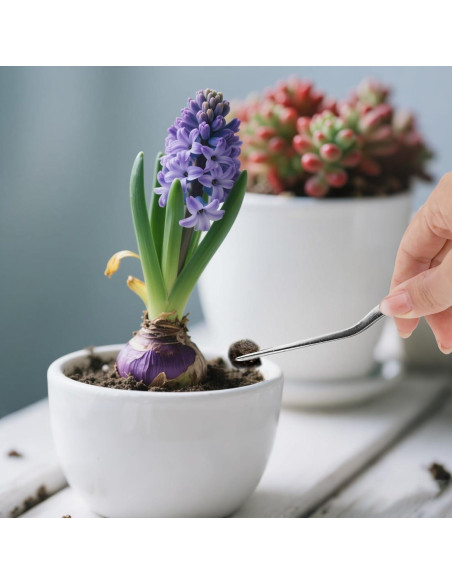 Juego de 3 Pinzas de Acero Inoxidable Tinoaly 16cm para Jardinería