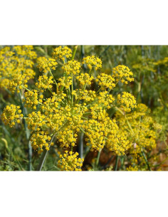 Polen de Hinojo Orgánico Pollen Ranch 14.17 g - Sabor Natural 2