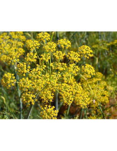 Polen de Hinojo Orgánico Pollen Ranch 14.17 g - Sabor Natural