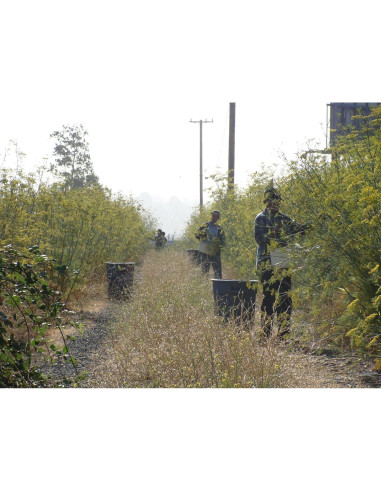 Polen de Hinojo Orgánico Pollen Ranch 14.17 g - Sabor Natural