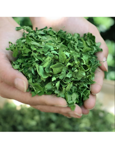 Hojas de Moringa Secas Motherland Goods 56.7 g | 100% Natural