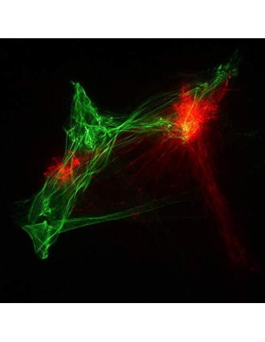 Proyector de Luz LED RGB Sharelife SL-A200RGB con Control Remoto