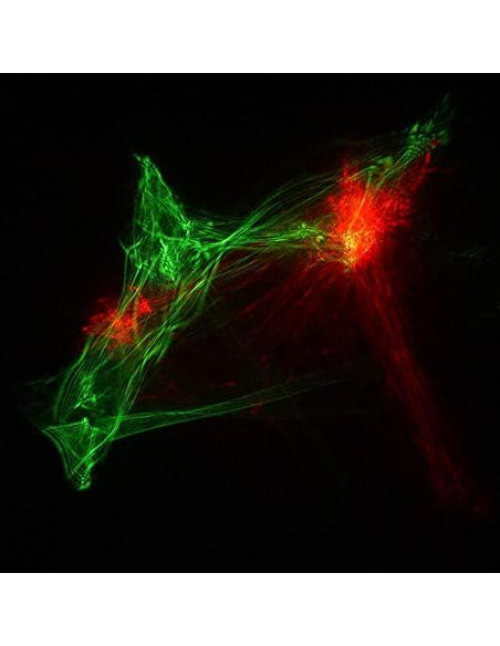 Proyector de Luz LED RGB Sharelife SL-A200RGB con Control Remoto