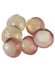 Conchas Lucina Tigre Pulidas MMvolesy 6 Pcs Decoración Costera
