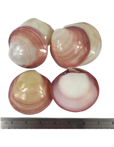 Conchas Lucina Tigre Pulidas MMvolesy 6 Pcs Decoración Costera