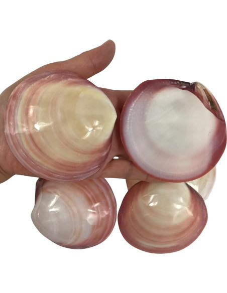 Conchas Lucina Tigre Pulidas MMvolesy 6 Pcs Decoración Costera