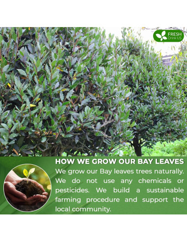 Té de Hojas de Laurel FreshDrinkUS 105 Bolsitas 100% Natural