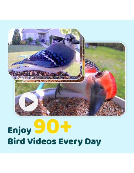 Comedero Inteligente NETVUE Birdfy con Cámara 1080P Azul