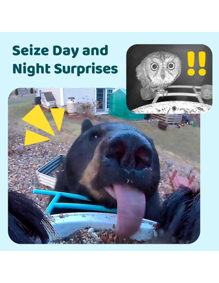 Comedero Inteligente NETVUE Birdfy con Cámara 1080P Azul