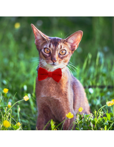 Collares de Gato Ajustables Sliverdew 2 Pcs Terciopelo con Campana