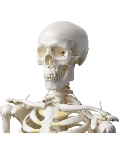 Modelo de Esqueleto Humano EISCO 86.36 cm Articulado
