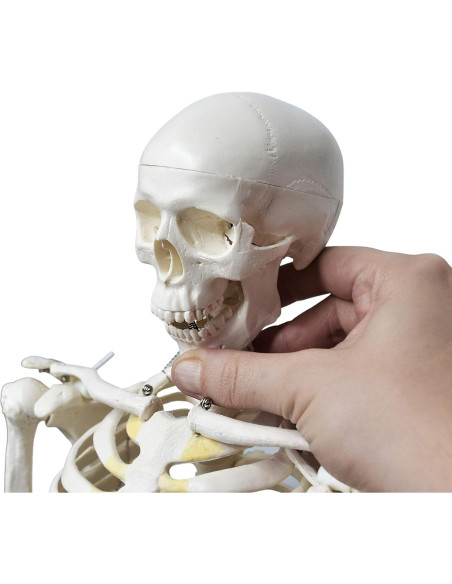 Modelo de Esqueleto Humano EISCO 86.36 cm Articulado