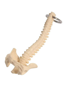 Llave de esqueleto humano QYM mini 9.5x4cm para enseñanza