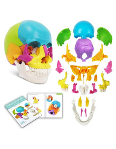 Modelo de Cráneo Humano Desmontable 22 Piezas Nuevo Horizonte