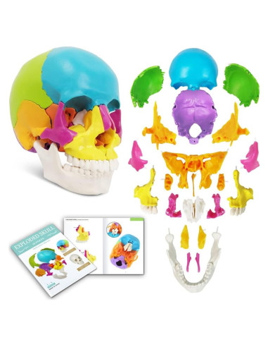 Modelo de Cráneo Humano Desmontable 22 Piezas Nuevo Horizonte