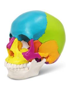 Modelo de Cráneo Humano Desmontable 22 Piezas Nuevo Horizonte 2