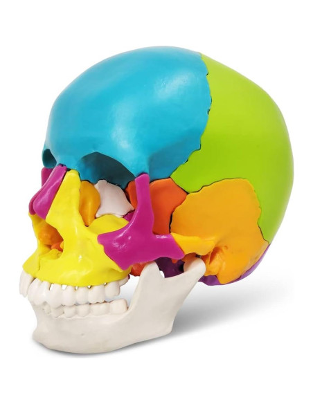 Modelo de Cráneo Humano Desmontable 22 Piezas Nuevo Horizonte