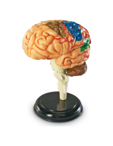 Modelo de Cerebro Humano Learning Resources 9.5 cm