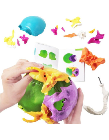 Modelo de Cráneo Humano Desmontable 22 Piezas Nuevo Horizonte