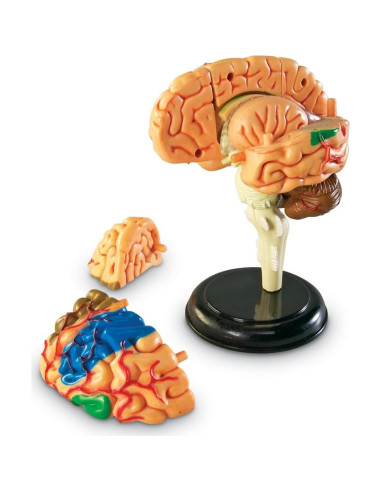 Modelo de Cerebro Humano Learning Resources 9.5 cm