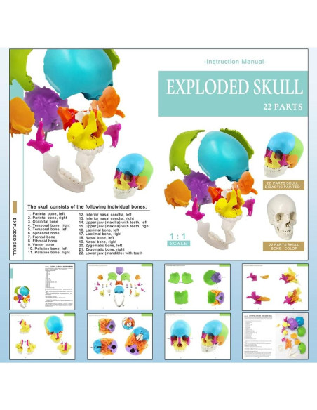 Modelo de Cráneo Humano Desmontable 22 Piezas Nuevo Horizonte