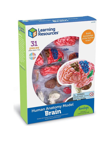 Modelo de Cerebro Humano Learning Resources 9.5 cm