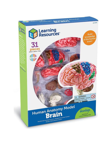 Modelo de Cerebro Humano Learning Resources 9.5 cm