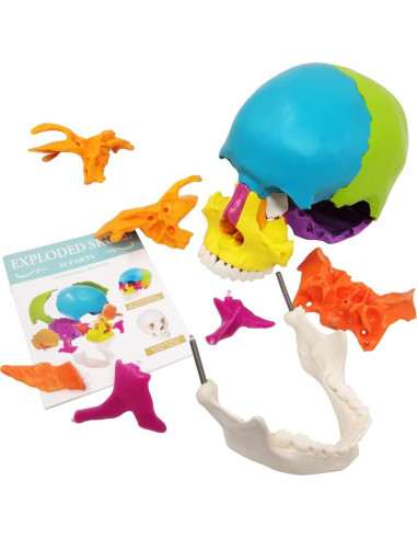 Modelo de Cráneo Humano Desmontable 22 Piezas Nuevo Horizonte