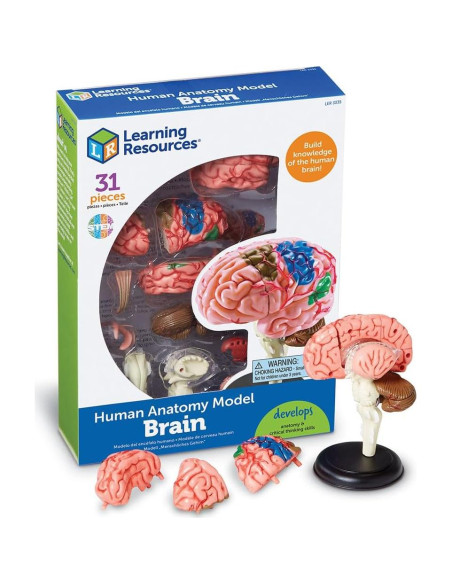 Modelo de Cerebro Humano Learning Resources 9.5 cm