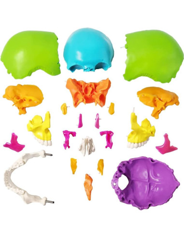 Modelo de Cráneo Humano Desmontable 22 Piezas Nuevo Horizonte