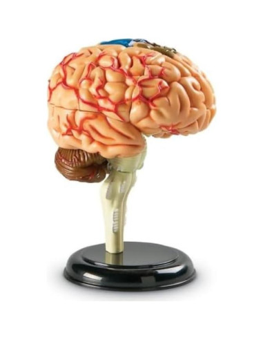 Modelo de Cerebro Humano Learning Resources 9.5 cm