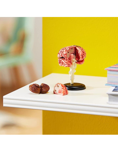 Modelo de Cerebro Humano Learning Resources 9.5 cm