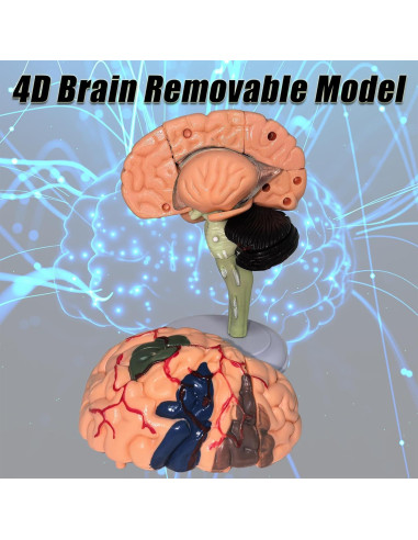 Modelo Anatómico de Cerebro Humano Mini XDKHAEA 31 Piezas